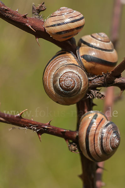 Hainschnirkelschnecke (Cepaea nemoralis)