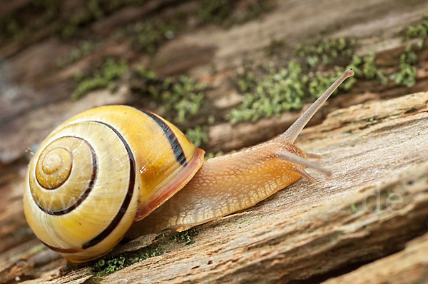 Hainschnirkelschnecke (Cepaea nemoralis)