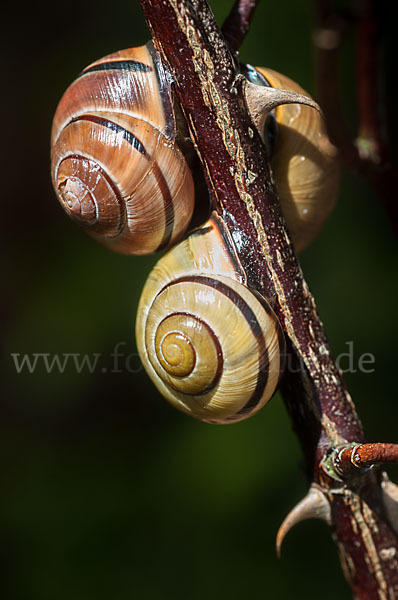 Hainschnirkelschnecke (Cepaea nemoralis)