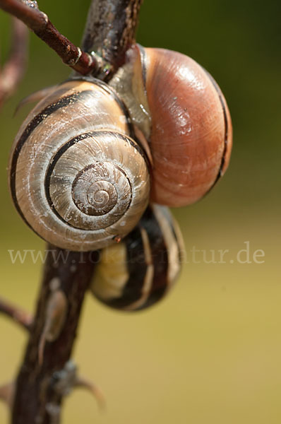 Hainschnirkelschnecke (Cepaea nemoralis)