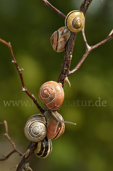 Hainschnirkelschnecke (Cepaea nemoralis)