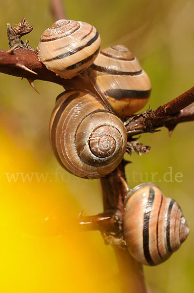 Hainschnirkelschnecke (Cepaea nemoralis)