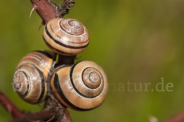 Hainschnirkelschnecke (Cepaea nemoralis)