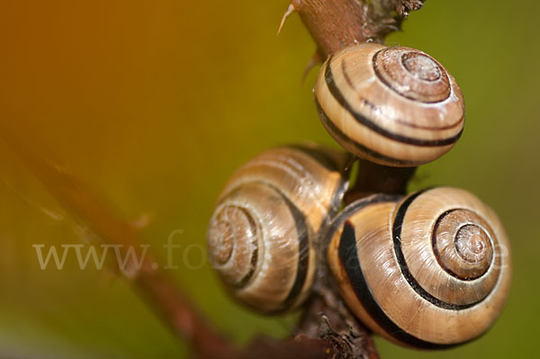 Hainschnirkelschnecke (Cepaea nemoralis)