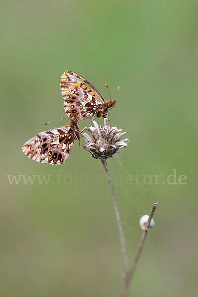 Hainveilchen-Perlmutterfalter (Boloria dia)