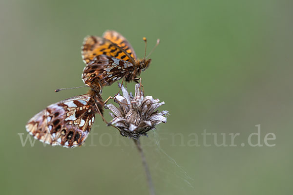 Hainveilchen-Perlmutterfalter (Boloria dia)