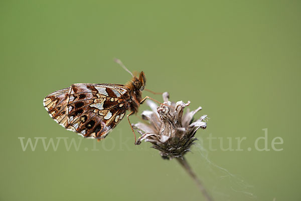 Hainveilchen-Perlmutterfalter (Boloria dia)