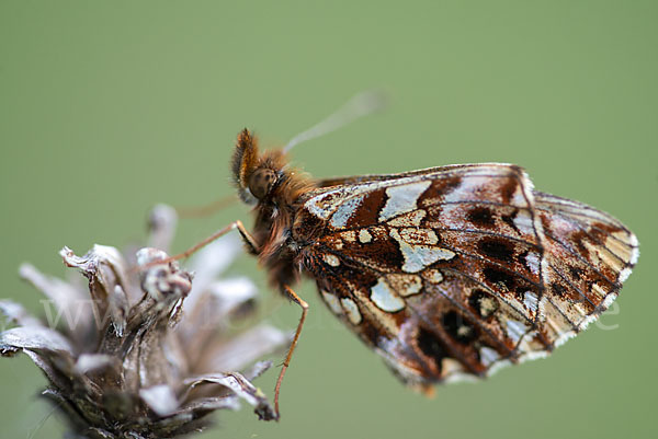 Hainveilchen-Perlmutterfalter (Boloria dia)