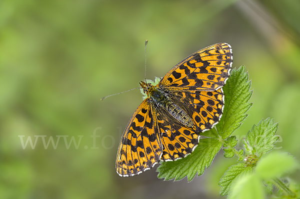 Hainveilchen-Perlmutterfalter (Boloria dia)