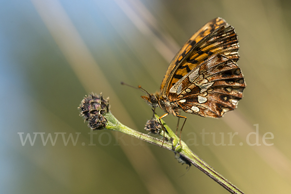 Hainveilchen-Perlmutterfalter (Boloria dia)