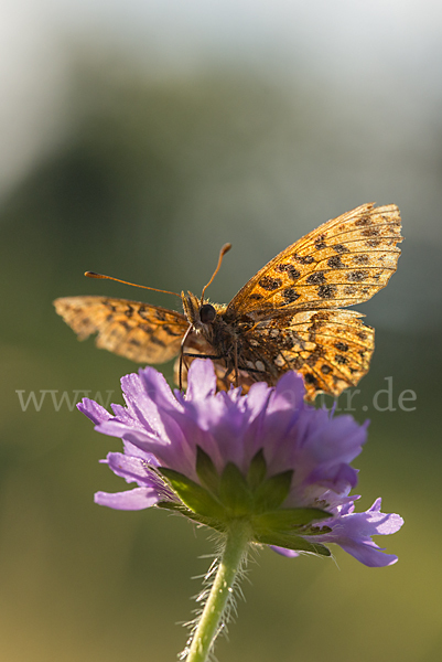 Hainveilchen-Perlmutterfalter (Boloria dia)