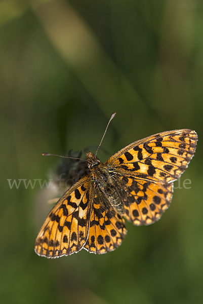 Hainveilchen-Perlmutterfalter (Boloria dia)