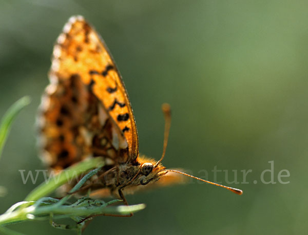 Hainveilchen-Perlmutterfalter (Boloria dia)