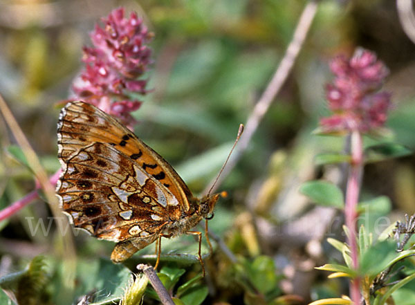 Hainveilchen-Perlmutterfalter (Boloria dia)