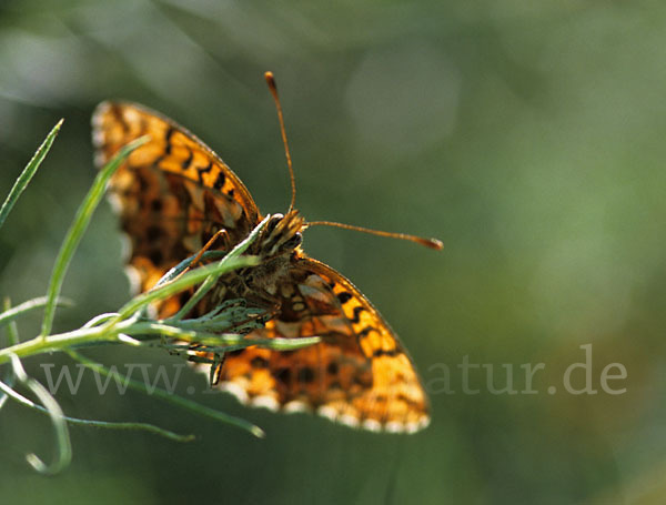 Hainveilchen-Perlmutterfalter (Boloria dia)