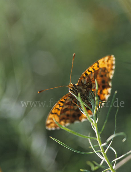 Hainveilchen-Perlmutterfalter (Boloria dia)