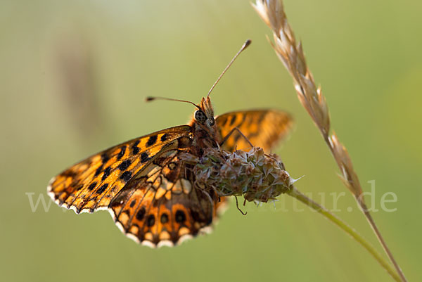 Hainveilchen-Perlmutterfalter (Boloria dia)