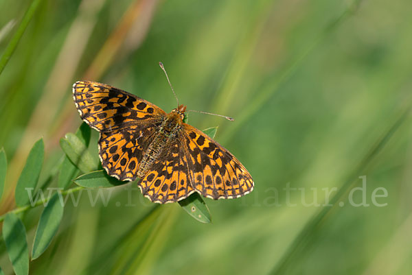 Hainveilchen-Perlmutterfalter (Boloria dia)