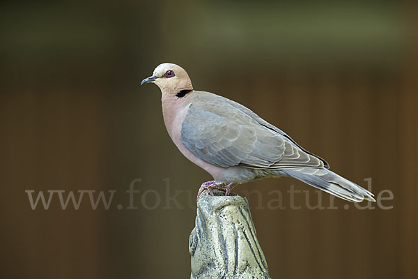 Halbmondtaube (Streptopelia semitorquata)