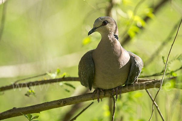 Halbmondtaube (Streptopelia semitorquata)