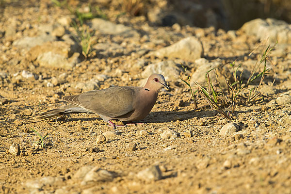 Halbmondtaube (Streptopelia semitorquata)