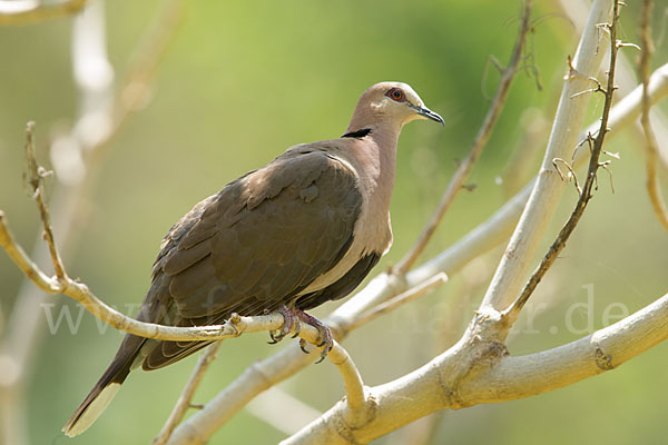 Halbmondtaube (Streptopelia semitorquata)