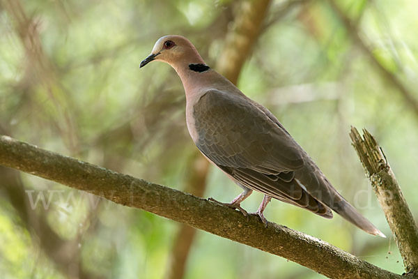 Halbmondtaube (Streptopelia semitorquata)