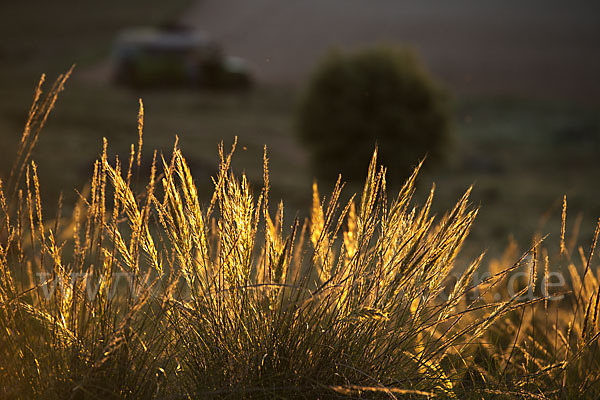 Halfagras (Stipa tenacissima)