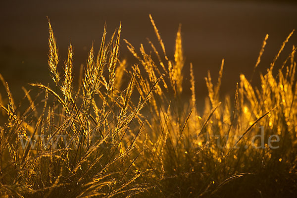 Halfagras (Stipa tenacissima)