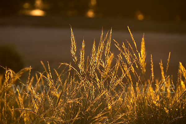 Halfagras (Stipa tenacissima)