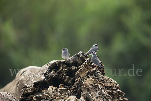 Halsband-Brachschwalbe (Glareola nuchalis)