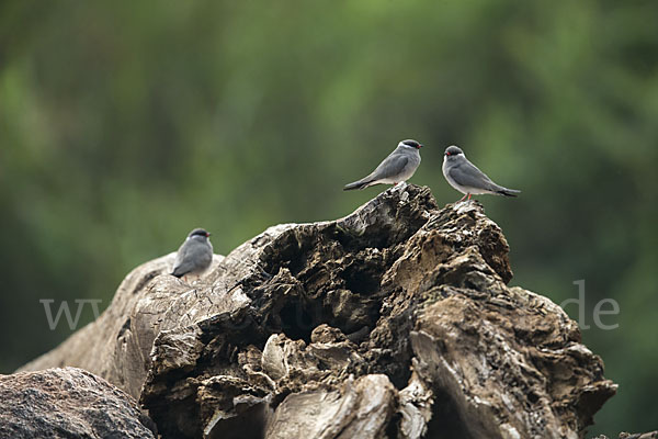 Halsband-Brachschwalbe (Glareola nuchalis)