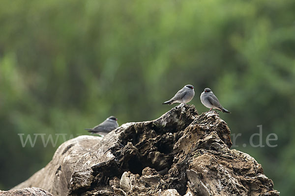 Halsband-Brachschwalbe (Glareola nuchalis)