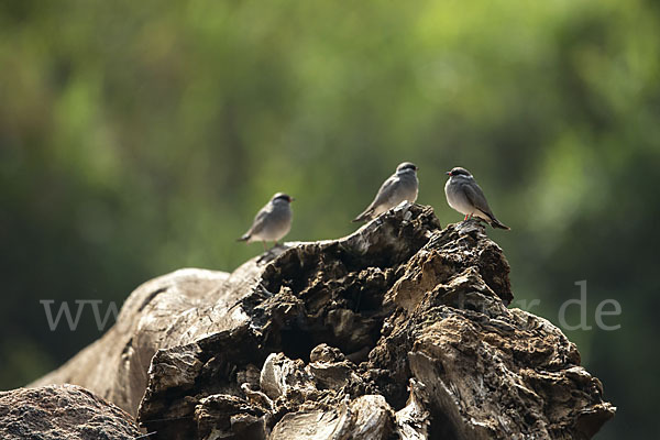 Halsband-Brachschwalbe (Glareola nuchalis)