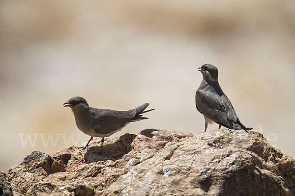 Halsband-Brachschwalbe (Glareola nuchalis)