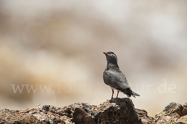 Halsband-Brachschwalbe (Glareola nuchalis)