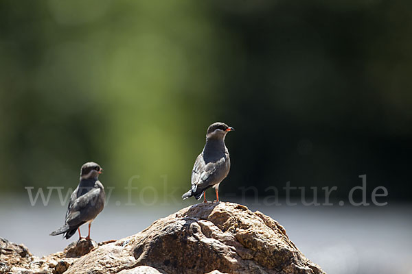 Halsband-Brachschwalbe (Glareola nuchalis)