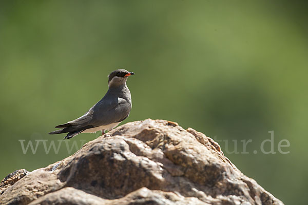 Halsband-Brachschwalbe (Glareola nuchalis)