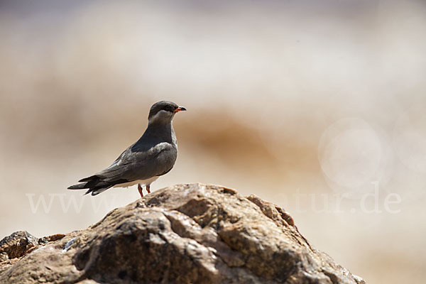 Halsband-Brachschwalbe (Glareola nuchalis)