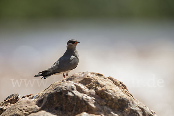 Halsband-Brachschwalbe (Glareola nuchalis)