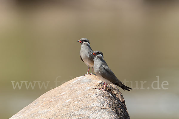 Halsband-Brachschwalbe (Glareola nuchalis)