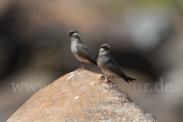 Halsband-Brachschwalbe (Glareola nuchalis)