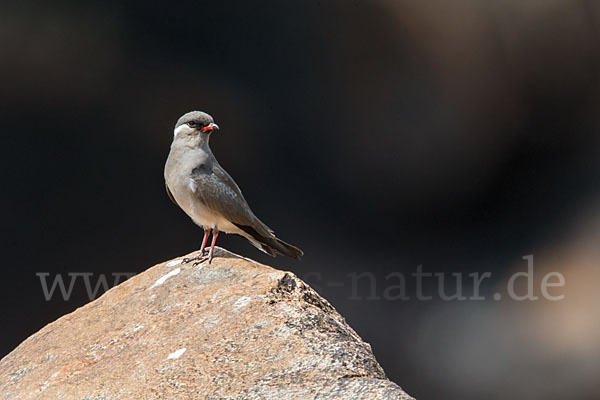 Halsband-Brachschwalbe (Glareola nuchalis)