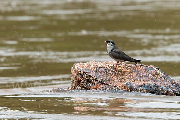 Halsband-Brachschwalbe (Glareola nuchalis)