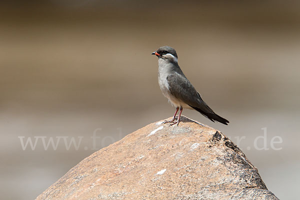 Halsband-Brachschwalbe (Glareola nuchalis)