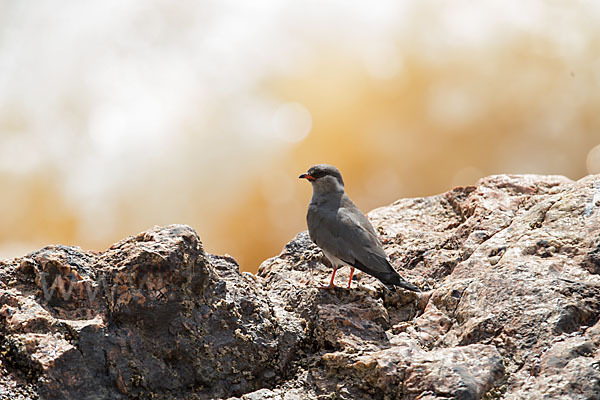 Halsband-Brachschwalbe (Glareola nuchalis)