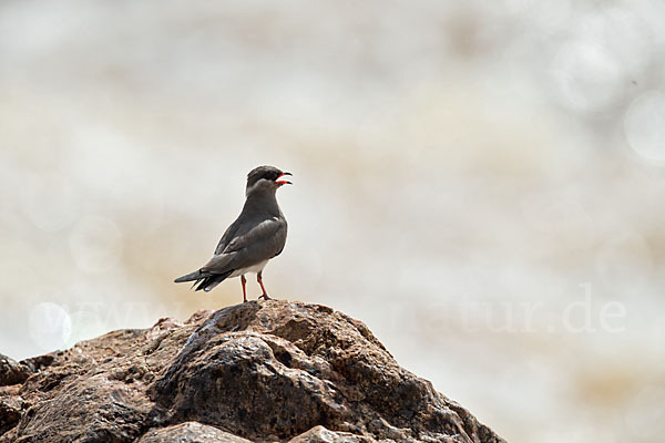 Halsband-Brachschwalbe (Glareola nuchalis)