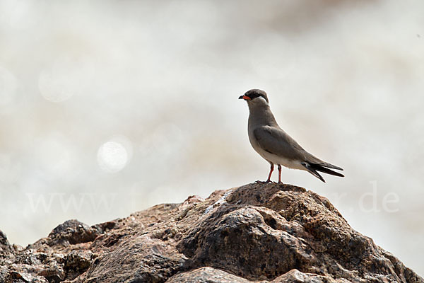 Halsband-Brachschwalbe (Glareola nuchalis)