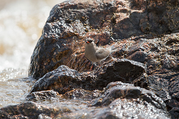 Halsband-Brachschwalbe (Glareola nuchalis)