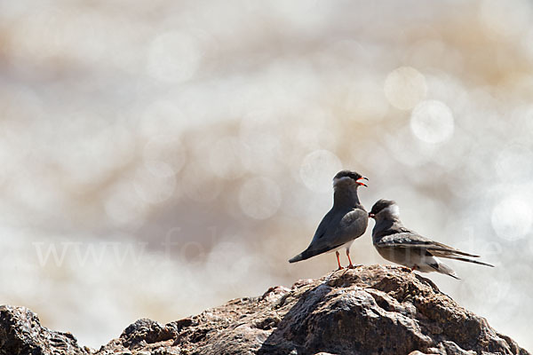 Halsband-Brachschwalbe (Glareola nuchalis)